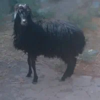 بره ماده