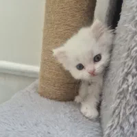 واگذاری بچه گربه اصیل