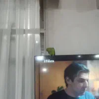 طوطی ملنگو سخنگو باهوش زرنگ