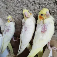عروس‌هلندی‌سرلاکی