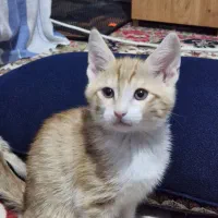 گربه نارنجی واگذاری