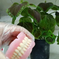 ساخت انواع دندان مصنوعی