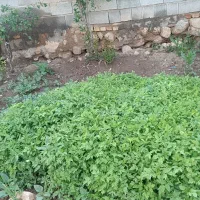 نهال گوجه فرنگی