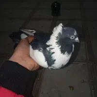 کبوتر|حیوانات|ایلام, |دیوار