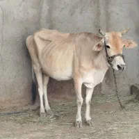 گاو با گوساله نرش