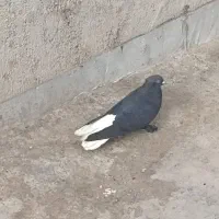 کفتر دم سفید