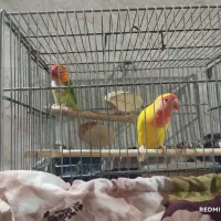فروش عروس هلندی طوطی برزیلی فنچ مرغ عشق یا معاوضه