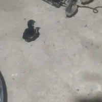 جوجه۷روزه