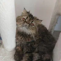 واگذاری گربه پرشین ۲تو.من