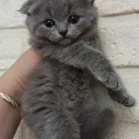 اسکاتیش