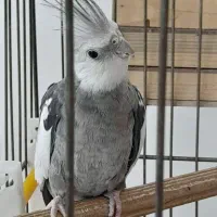 عروس هلندی وایت فیس