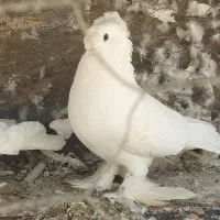 کبوتر راعبی نر  رائبی
