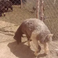 بره قوچ شال