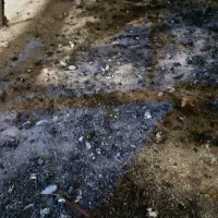کود مرغ تخم گذار