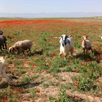 فاروج روستای ترقی سفلی