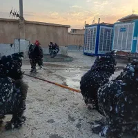 جوجه برهما بلک متلد