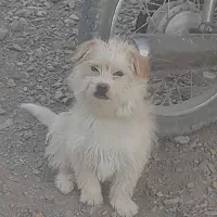 سگ پشمالو