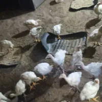 بوقلمون و مرغ گوشتی