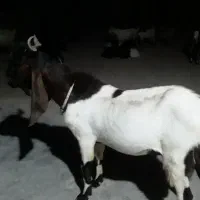 پازن