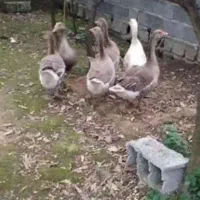 غاز بالغ سالم و سرحال