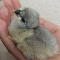 جوجه مرغ گلین