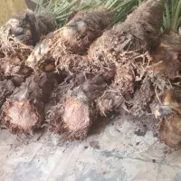 حراج|گل و گیاه طبیعی|داراب, |دیوار