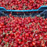 گیلاس تک دانه درشت ارگانیک۳۵۰هزارتومن