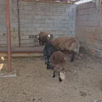 شیشگ توقلی
