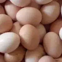 تخم مرغ محلی تازه و ارگانیک
