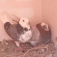 کبوتر فروشی