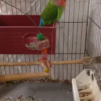 طوطی