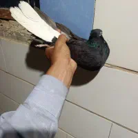 بخون