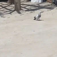 کبوتر گم