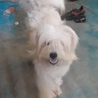 سگ ادب دار
