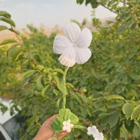 چراغ خواب