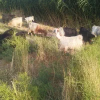 بز کهره دار آبستن