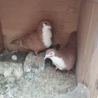 کفتر و جفت
