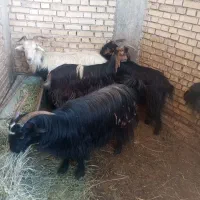 بز وتیشتر