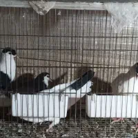 کفتر چادری  جوجه