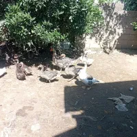 غاز|حیوانات مزرعه|صومعه‌سرا, |دیوار