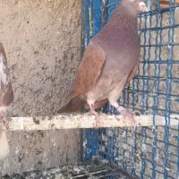 کبوتر انگلیسی زردی  خارجی