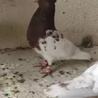 کله سرخ نر