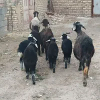 سه عددمیش دوقلوزاجوان با۶تا بره همو(۳تانر۳تاماده)