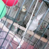 عروس هلندی