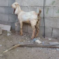 یک راس بزغاله نر