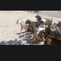 بز 100تا