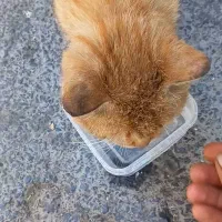 گربه