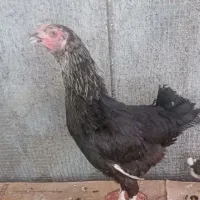 فروش مرغ