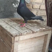کبوتر