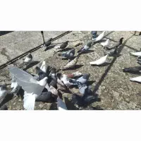 کبوتر پرشی